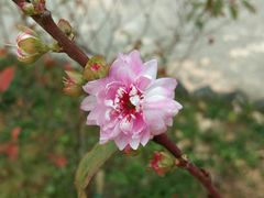 -肇庆古城墙