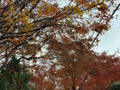 -常寂光寺
