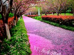 -高东镇樱花园
