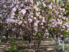 -长白岛森林公园