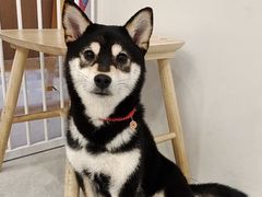 -柴犬小屋·柴餐厅·狗咖食堂(金鼎广场店)