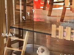 -虹泰宠物医院 ·旗舰店·24h(南秀路店)