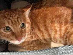 -喜多萌中农锦绣动物医院24H·猫科·牙科MRI·CT