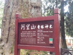 -阿里山神木遗迹