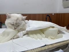 -宠福鑫动物医院·动物疾病诊疗中心(天通苑店)