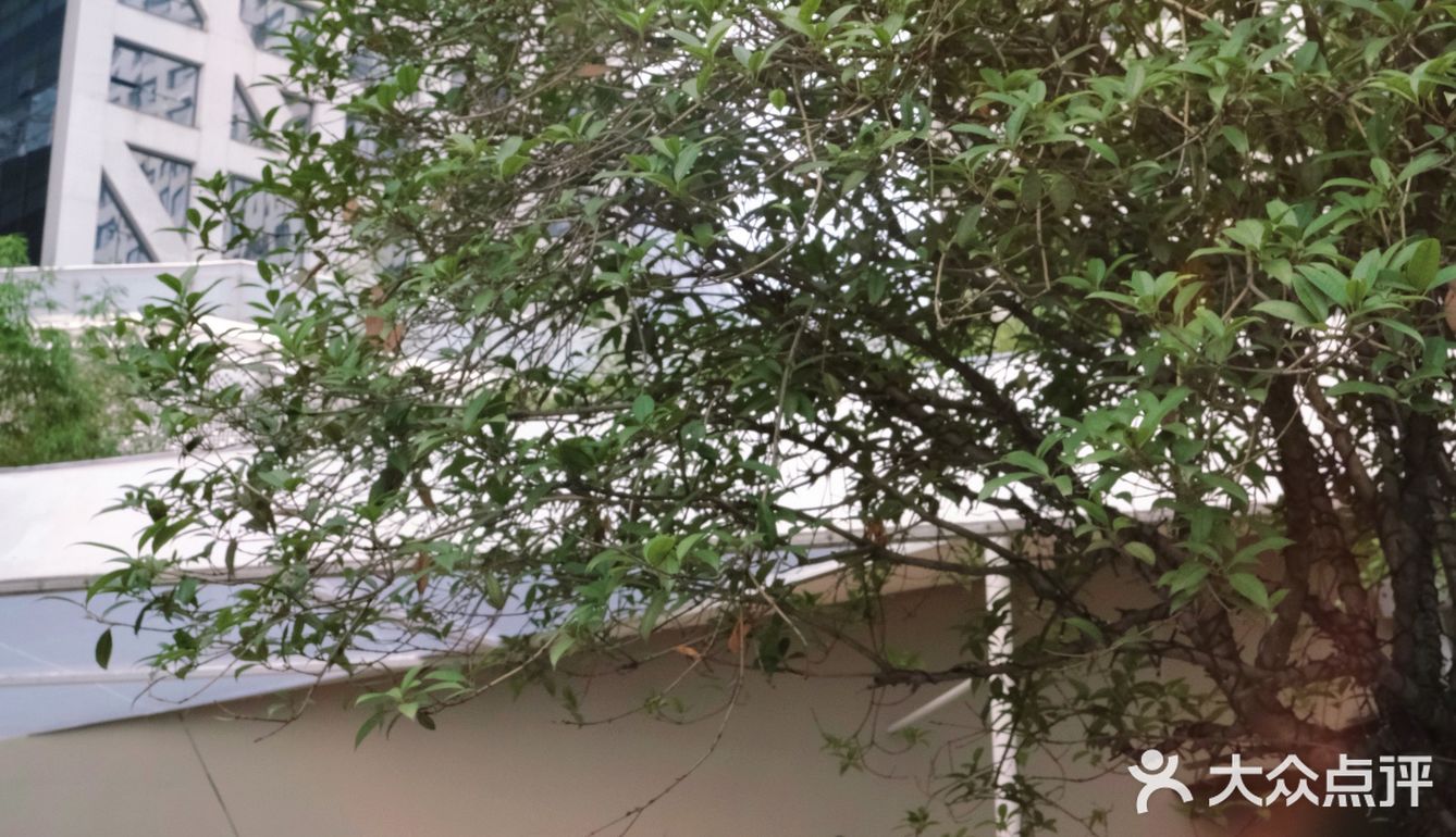 向日葵在成都｜广场上喷泉旁日落里的浪漫约会餐厅⛲️