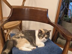 -有猫主题·治愈系猫咖(曾厝垵店)