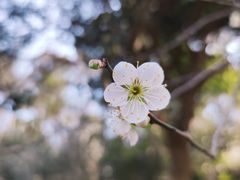 -杭州植物园