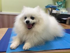 -瑞鹏宠物医院·宠保定点·心脏科·内科(御桥分院)