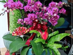 -FEI FEI FLOWER鲜花店·气球派对·宝宝宴布置(虹口德必运动Loft店)