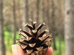 -塞罕坝国家级自然保护区