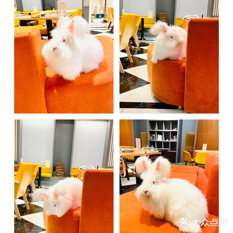 Nice to meet U 安哥拉兔巨兔体验馆