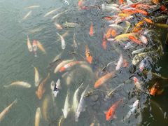 -华南国家植物园-售票处