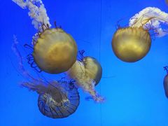 -上海海洋水族馆