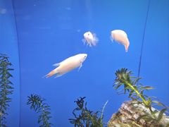 -上海海洋水族馆