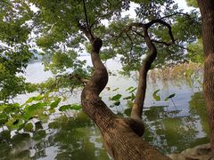 -东湖落雁景区