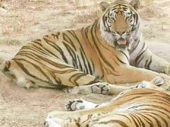 -西霞口神雕山野生动物世界