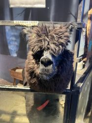 点击看大图 -酷嗒动物文化乐园(cutezoo西溪乐天城店)