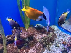 -芜湖新华联大白鲸海洋公园
