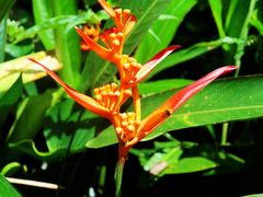 -西双版纳原始森林公园