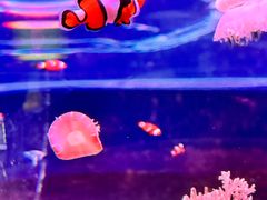 -欢乐海岸海洋奇梦馆
