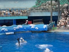 -海合安成都极地海洋公园