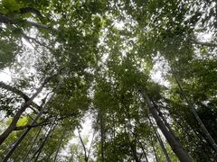 -上海佘山国家森林公园天马山园