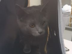 -派特宠物医院(圆融广场店)