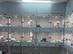 -萌宠之家·腊肠犬·马尔泰·小体犬舍