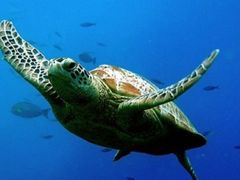 -上海海洋水族馆