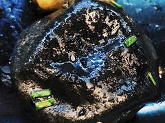 -小杨生煎(松江大学城店)