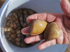 -巧克力渔家.小船海鲜胶东菜(万平口店)