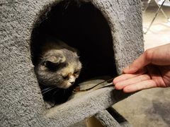 -浣熊柯尔鸭土拨鼠·电玩咖