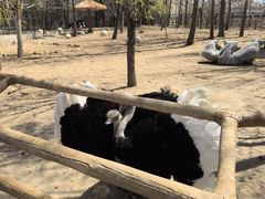 -大连森林动物园