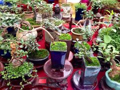iphone_upload_pic-秦美花卉(天朗·莱茵小城2期店)