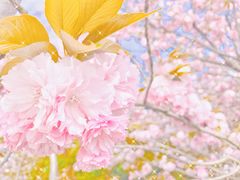 -高东镇樱花园