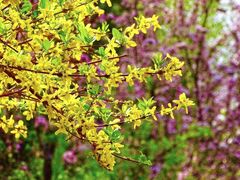 -北京西山国家森林公园