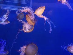 -海合安武汉极地海洋公园