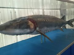 -上海海洋大学鱼文化博物馆(军工路校区)