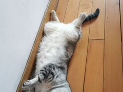 -家有小宠宠物美容(双楠街店)