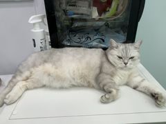 -爱洗澡的猫(望京店)
