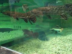 -秦皇岛乐岛海洋王国