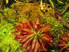 -国家植物园南园