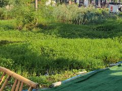 -丫丫蟹庄·苏式园林农家乐·阳澄湖大闸蟹(阳澄湖莲花岛店)