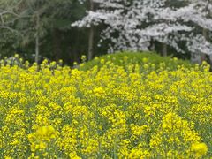 -八卦田遗址公园