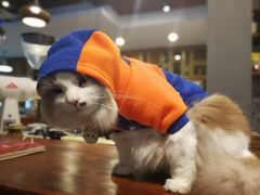 -咖法森林·咖啡  酒吧(天河店)