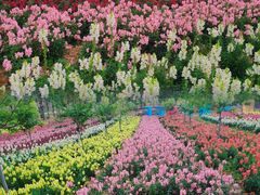 -天适樱花悠乐园