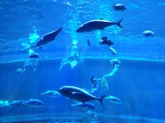 -华夏文旅海洋公园