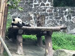 -都江堰中华大熊猫苑