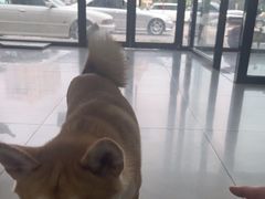 -中农大我爱我爱动物医院·核磁CT·猫病·24小时夜诊中心(石佛营店)